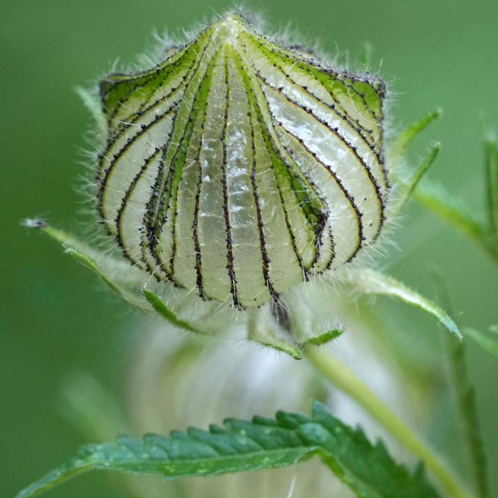 Hibiscus trionum - Drie-urenbloem