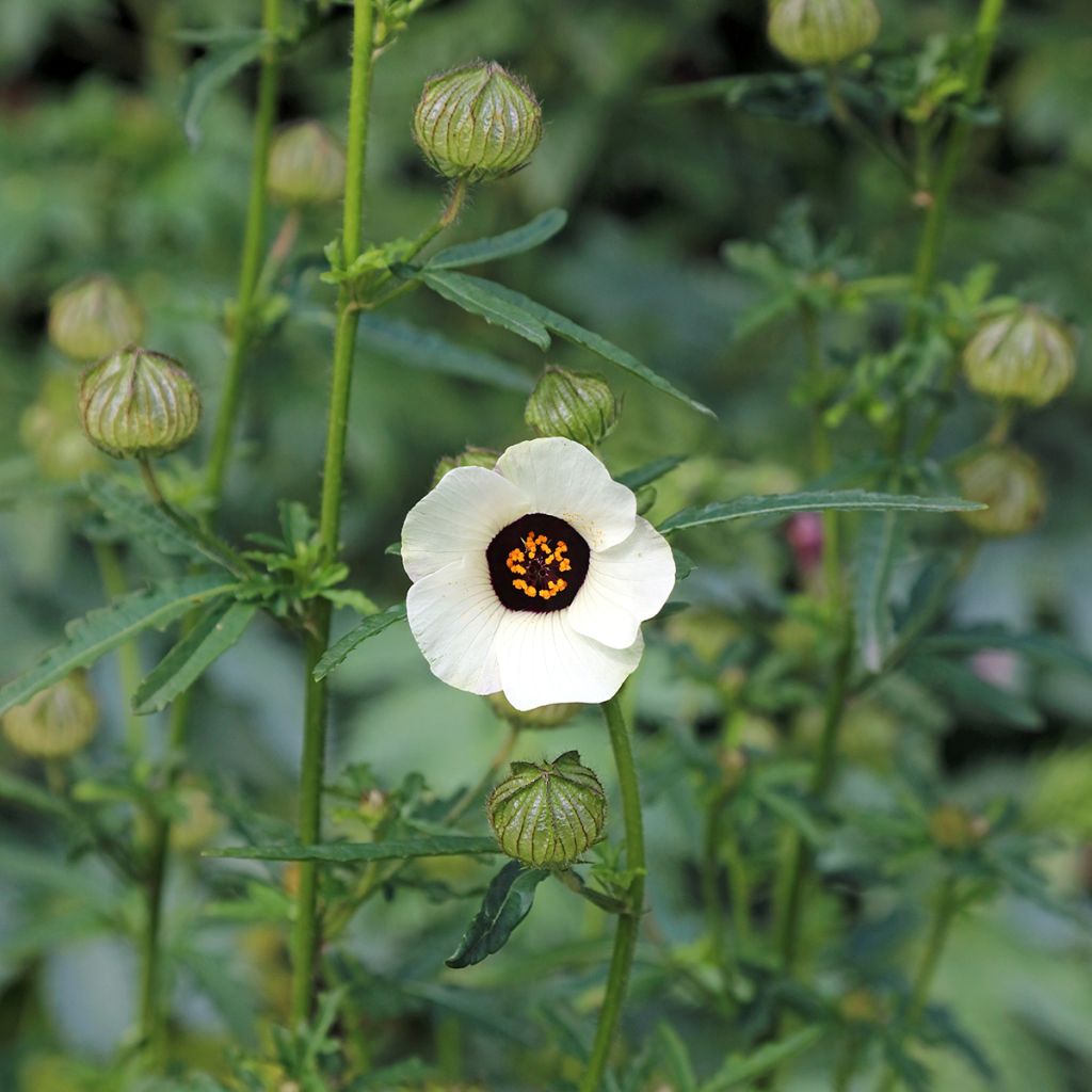 Hibiscus trionum - Drie-urenbloem