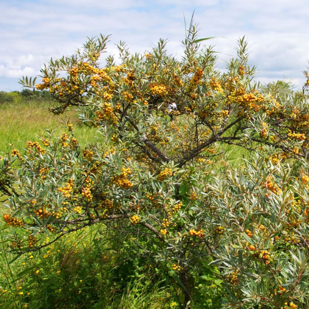 Hippophae rhamnoides Leikora - Duindoorn