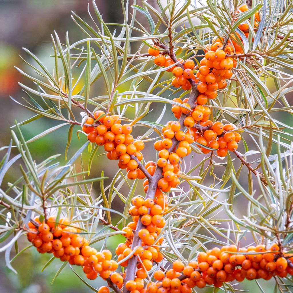 Hippophae rhamnoides (zaad) - Duindoorn