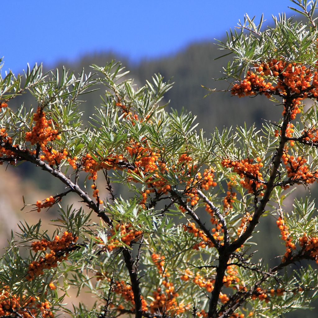 Hippophae rhamnoides (zaad) - Duindoorn