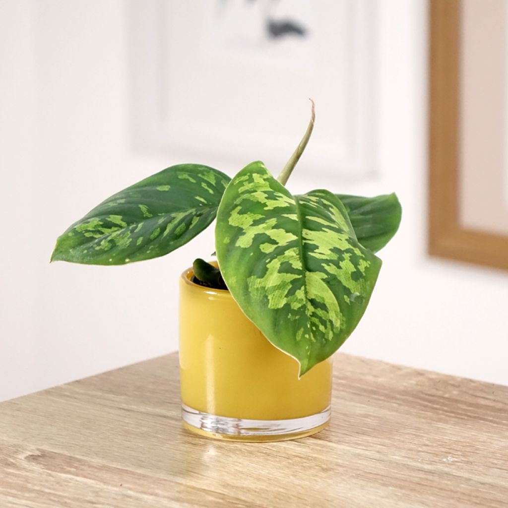 Aglaonema wallisii - Camouflageplant