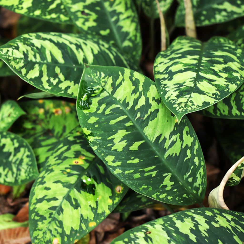 Aglaonema wallisii - Camouflageplant