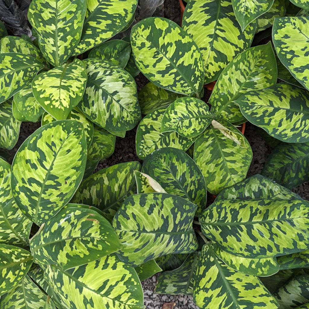 Aglaonema wallisii - Camouflageplant