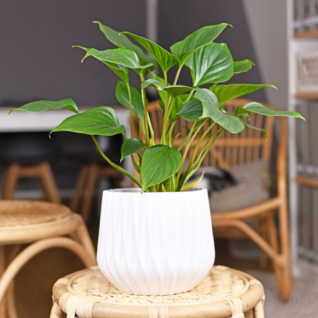 Homalomena Emerald Gem