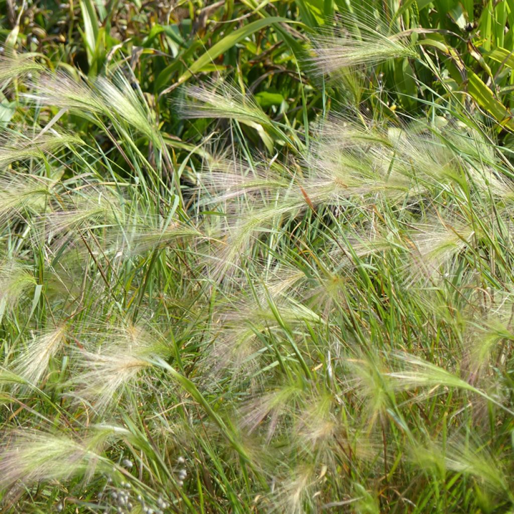 Hordeum jubatum (zaad) - Kwispelgerst