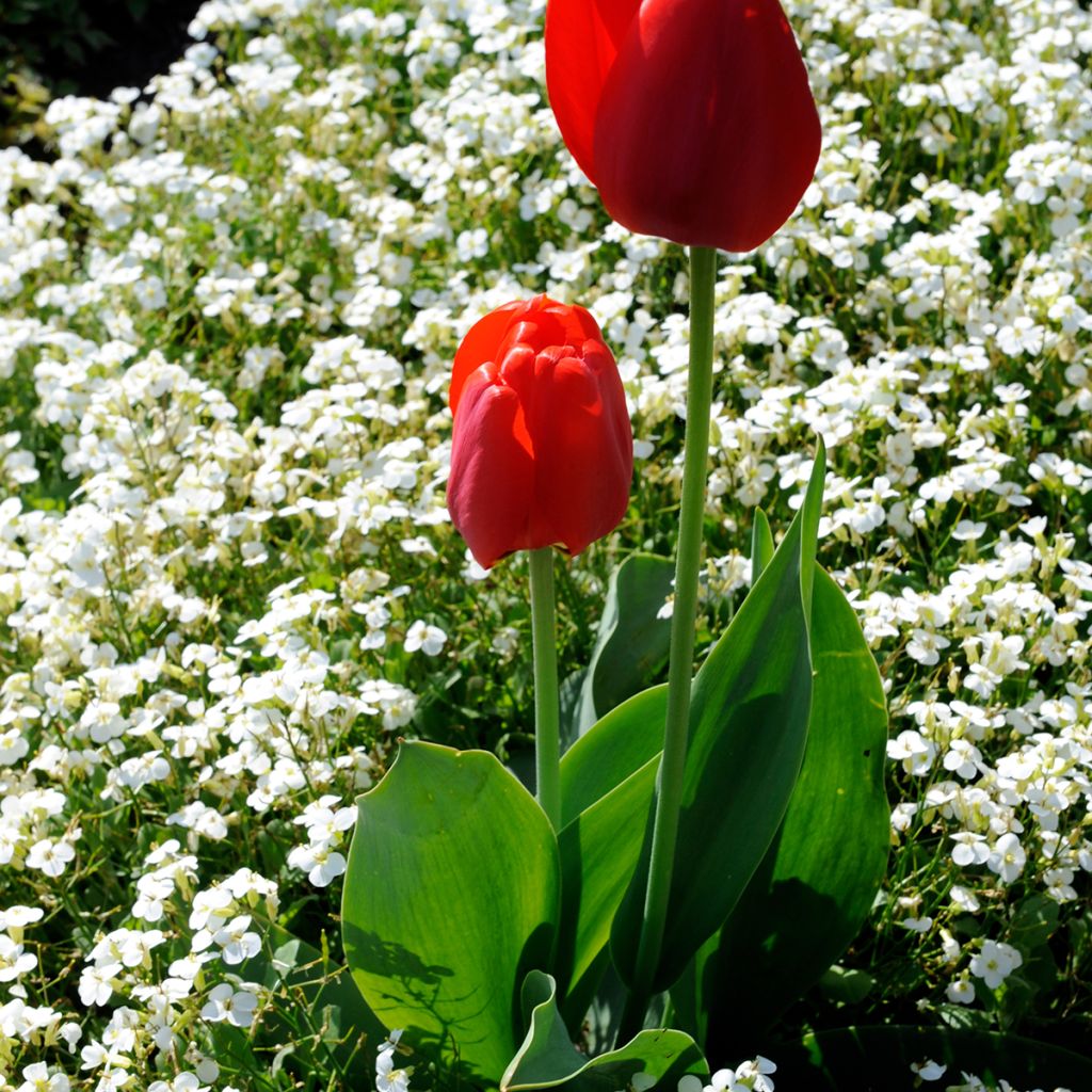 Hornungia alpina - Gemskers