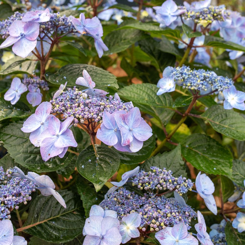 Hortensia - Hydrangea Endless Summer Pop Star (rose)