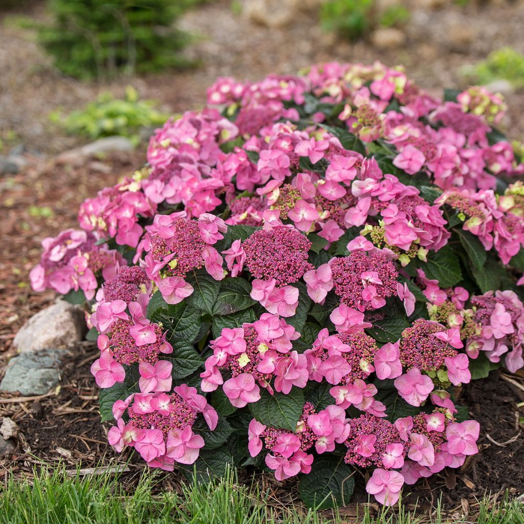 Hortensia - Hydrangea Endless Summer Pop Star (rose)