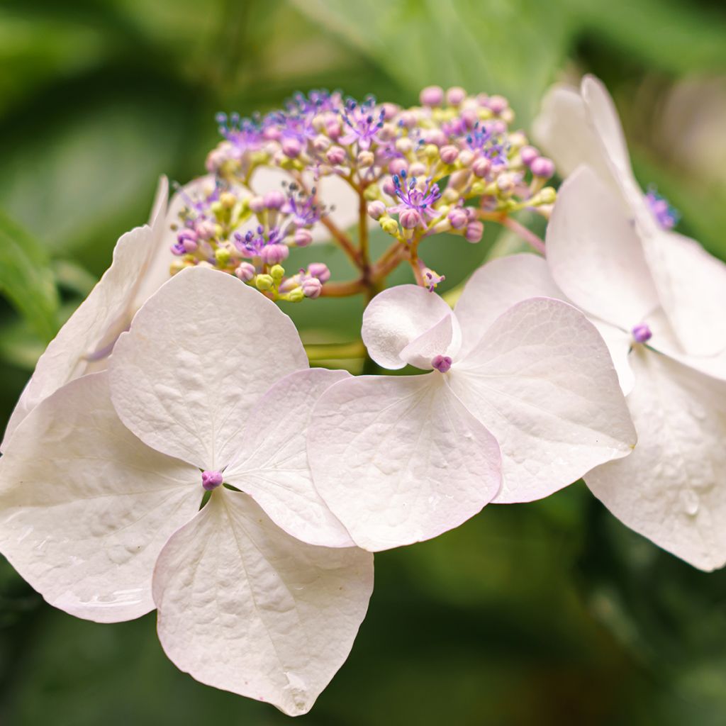 Hydrangea French Bolero - Guirlande hortensia