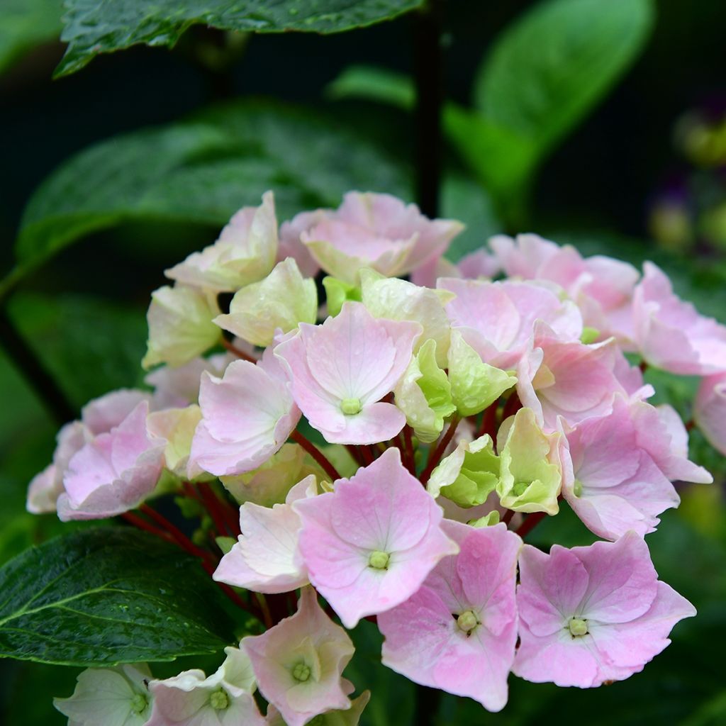 Hydrangea Runaway Bride Snow White - Guirlande hortensia