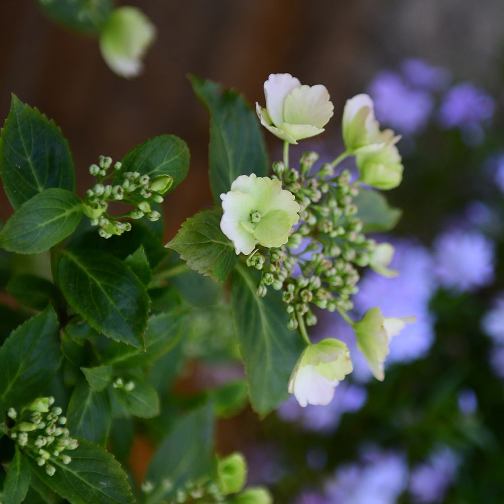 Hydrangea Runaway Bride Snow White - Guirlande hortensia