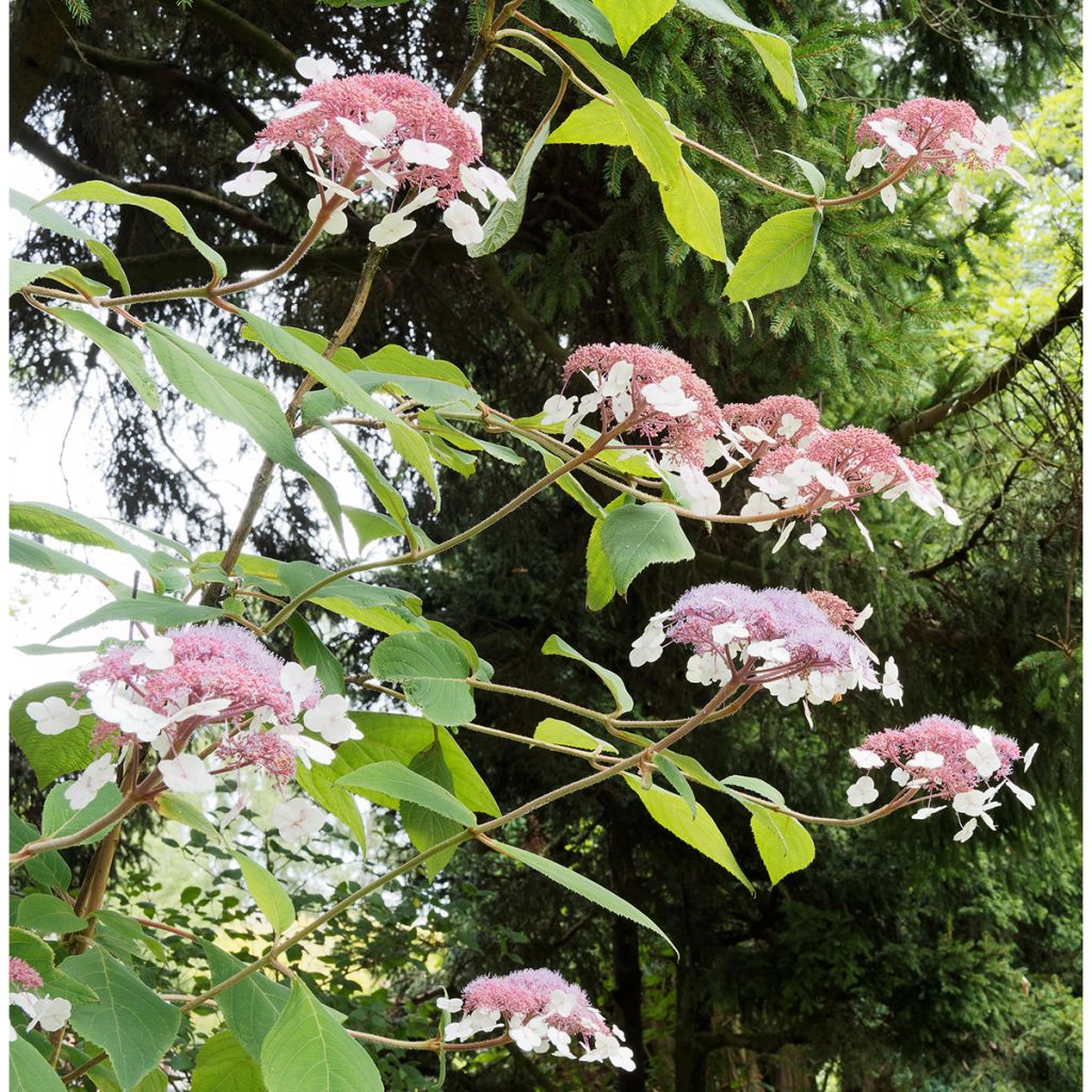 Hydrangea aspera Goldrush - Fluweelhortensia