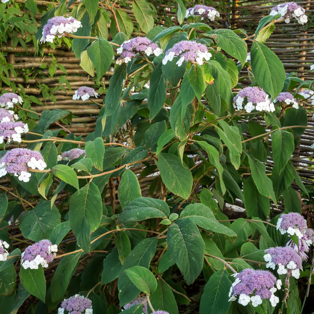 Hydrangea aspera Sargentiana - Fluweelhortensia