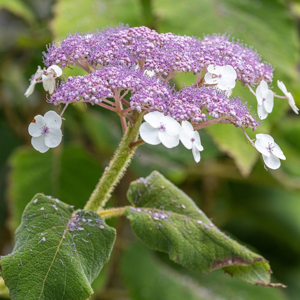 Hydrangea aspera Sargentiana - Fluweelhortensia
