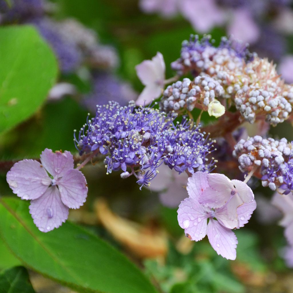 Hydrangea aspera Villosa - Fluweelhortensia