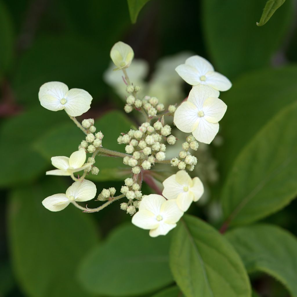 Hydrangea heteromalla - Hortensia