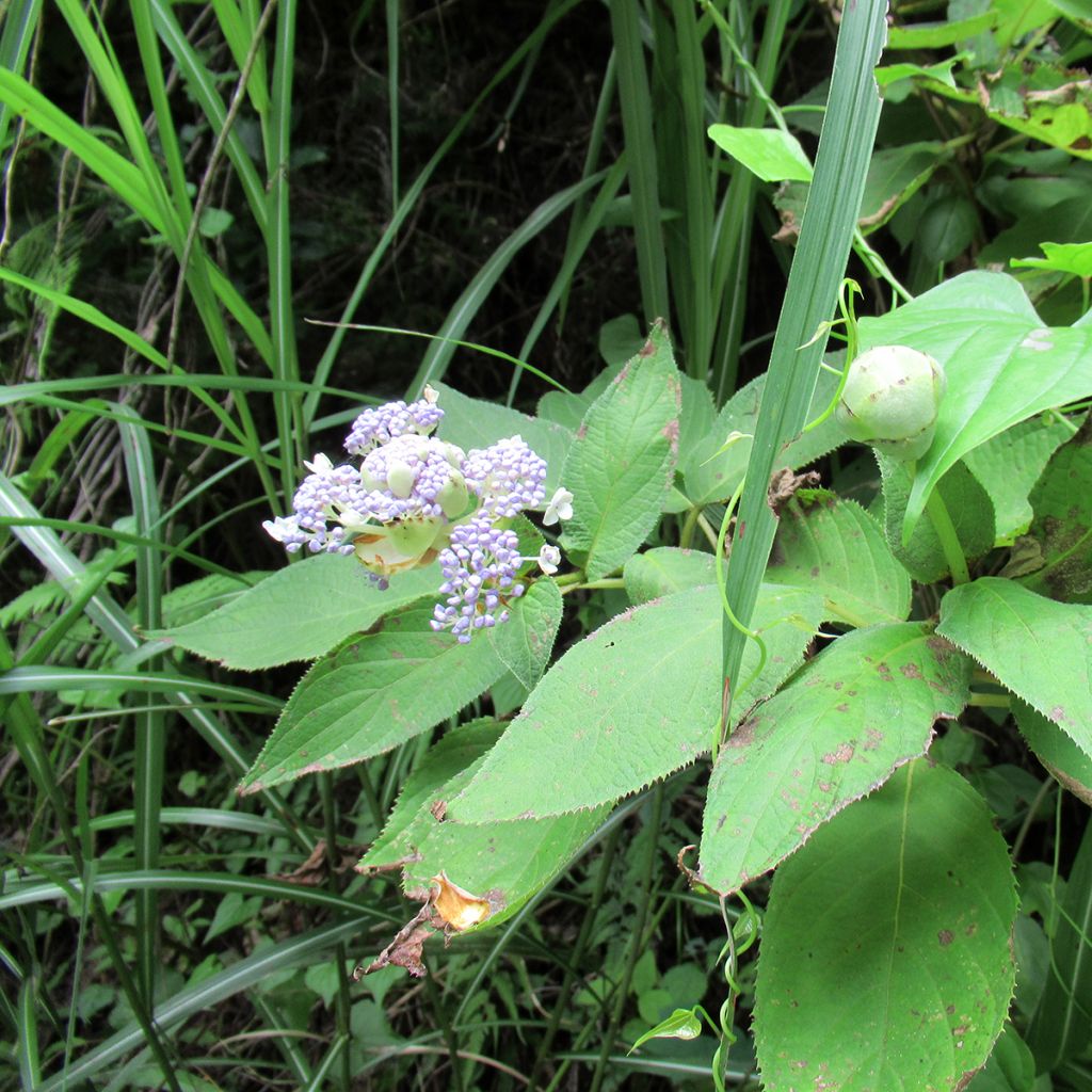 Hydrangea involucrata - Hortensia