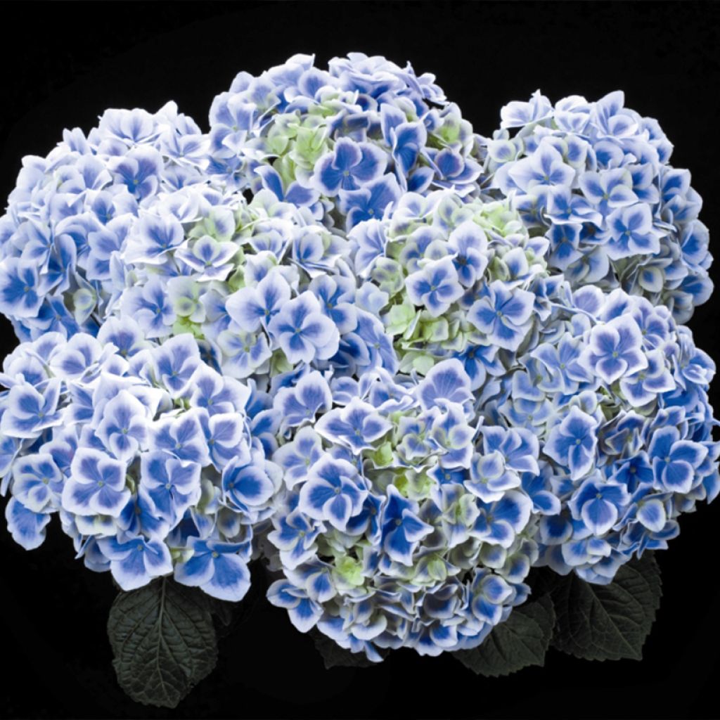 Hydrangea macrophylla Beautensia Dali - Bolhortensia