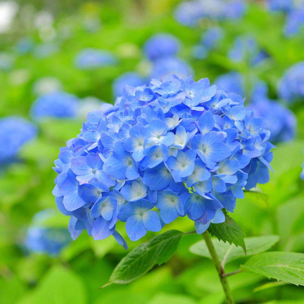 Hydrangea macrophylla Bela - Bolhortensia