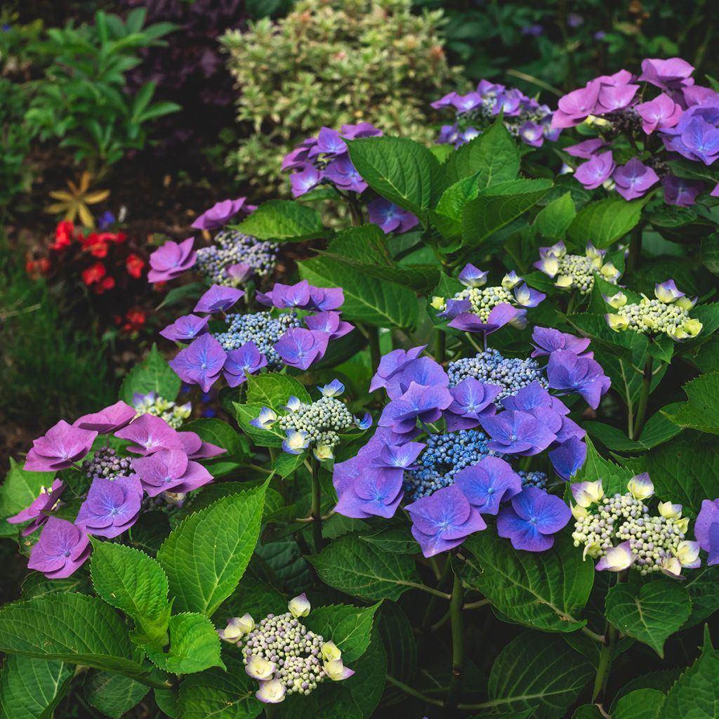 Hortensia - Hydrangea macrophylla Blaumeise