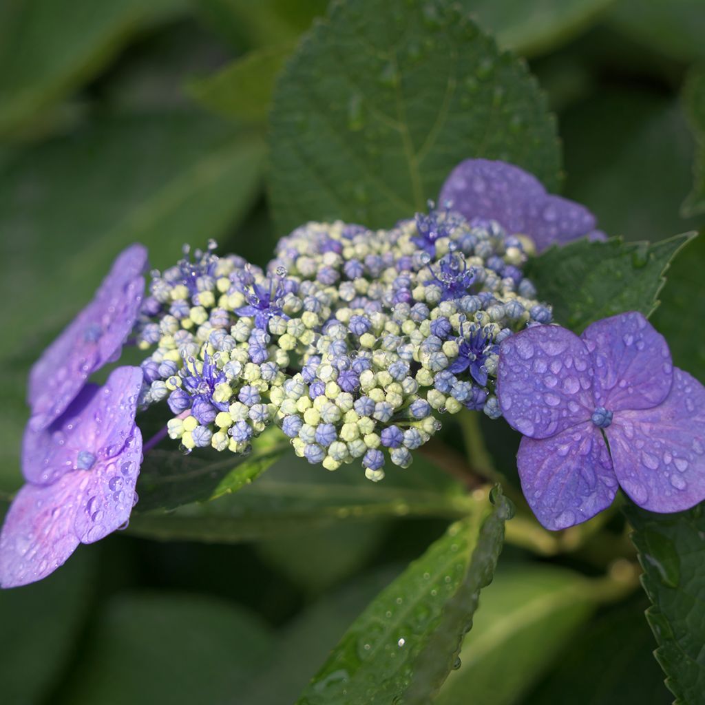 Hortensia - Hydrangea macrophylla Blaumeise