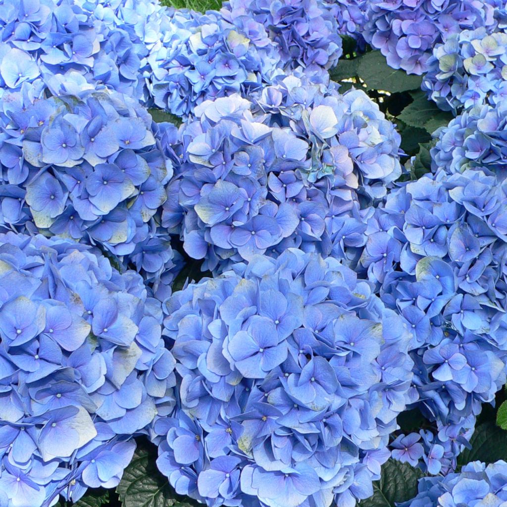 Hydrangea macrophylla Bodensee - Bolhortensia