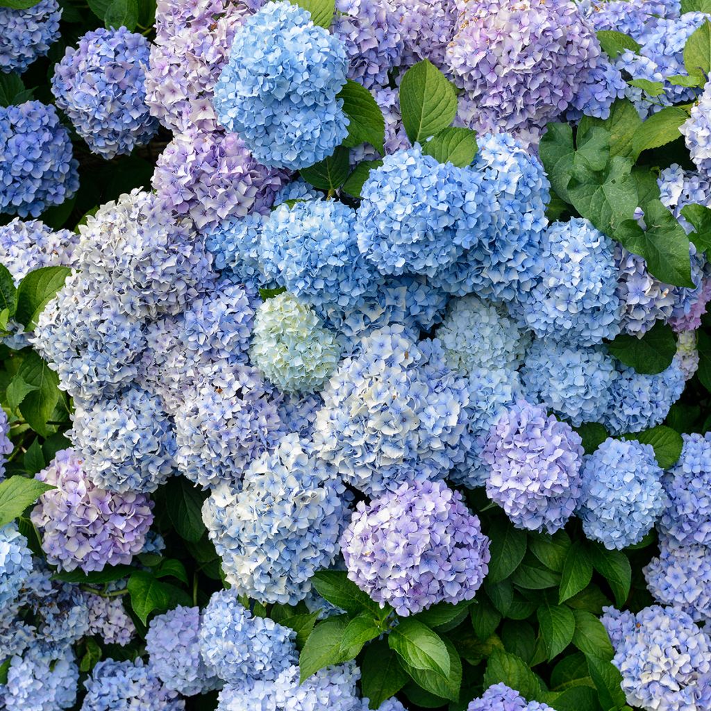 Hydrangea macrophylla Bodensee - Bolhortensia