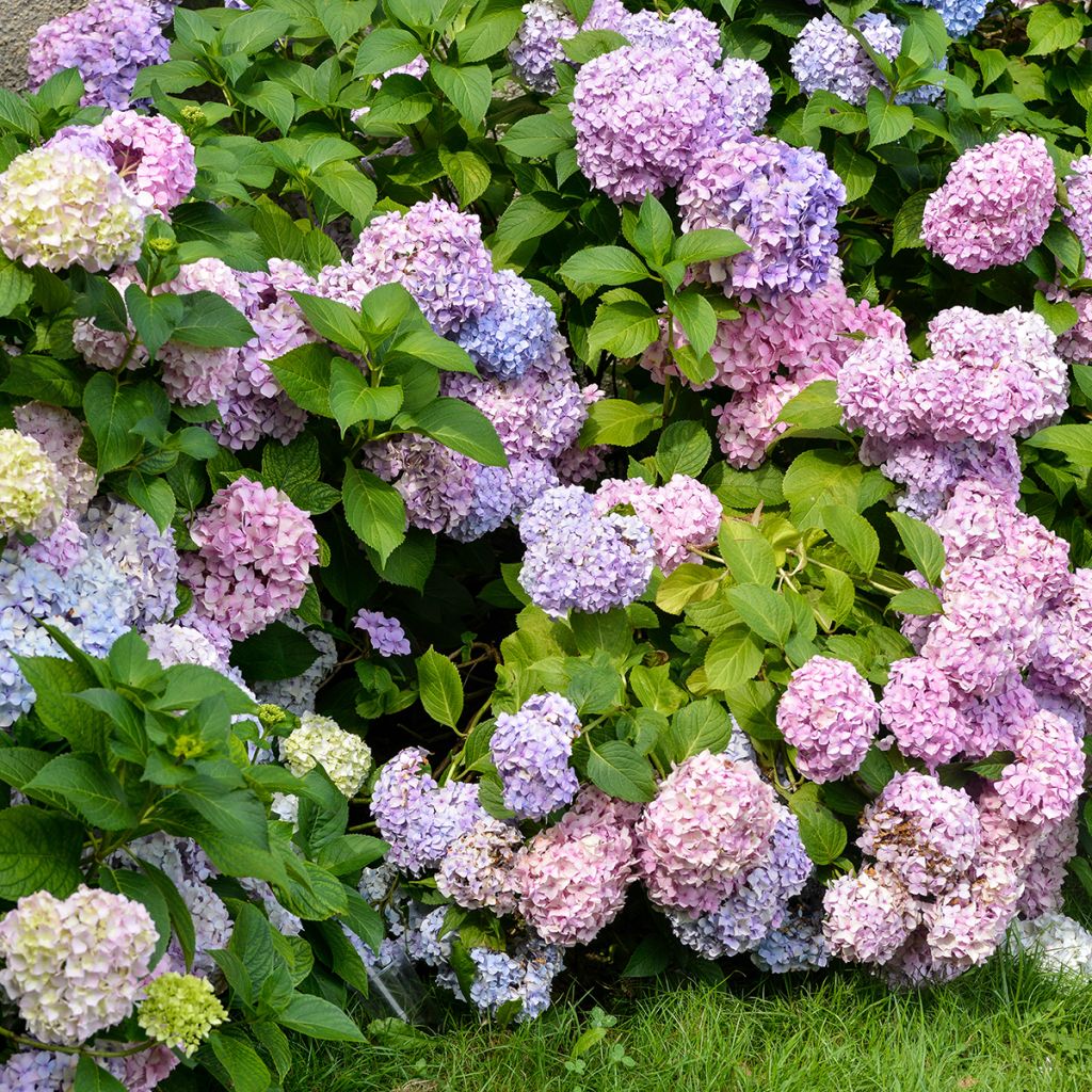 Hydrangea macrophylla Bodensee - Bolhortensia