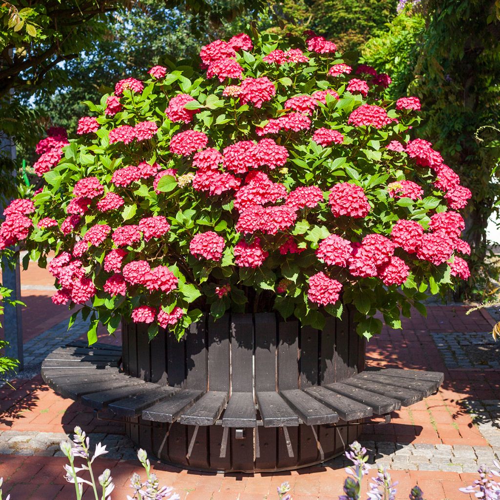 Hydrangea macrophylla Deutschland - Bolhortensia