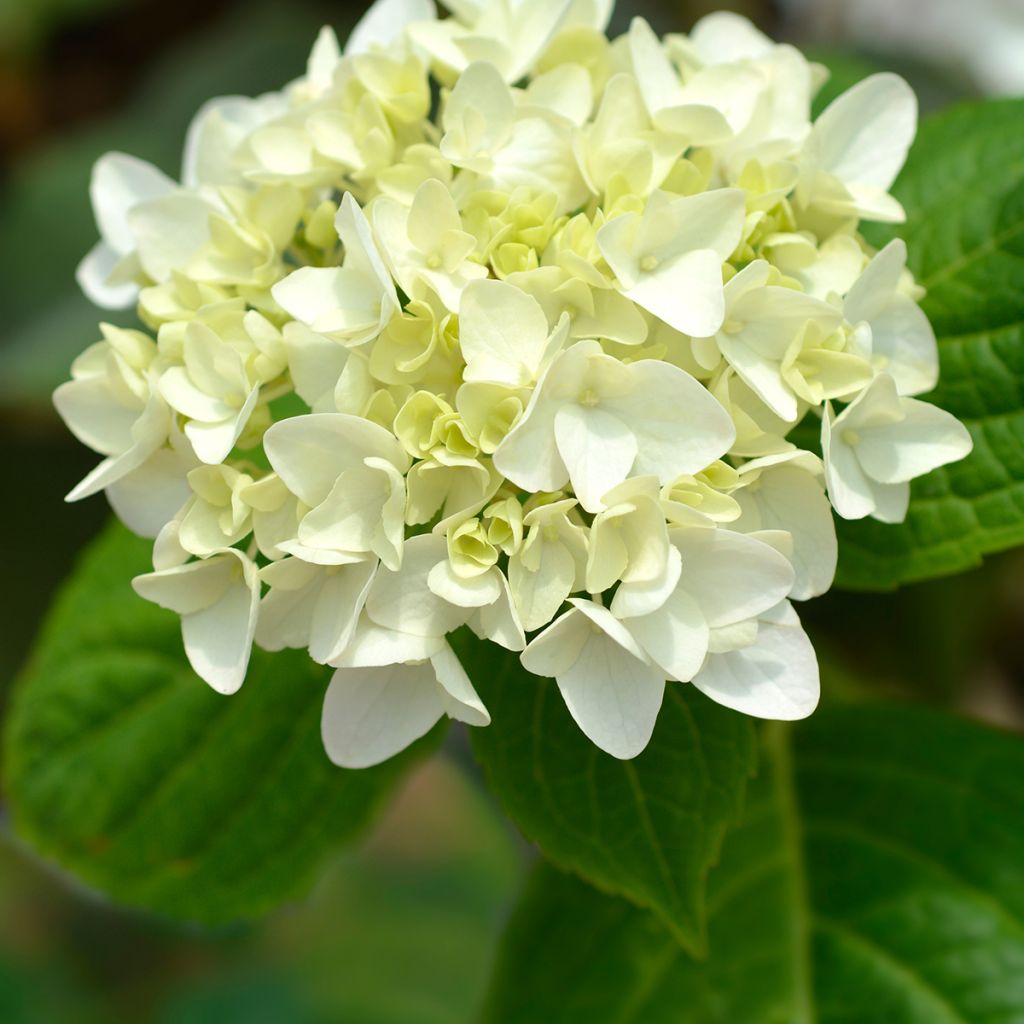 Hydrangea macrophylla Endless Summer The Bride - Bolhortensia