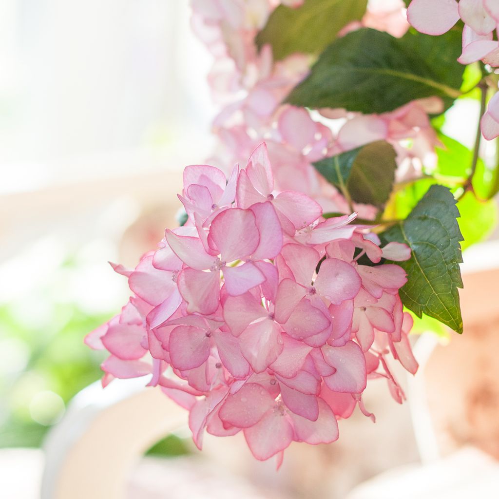 Hydrangea macrophylla Endless Summer The Bride - Bolhortensia