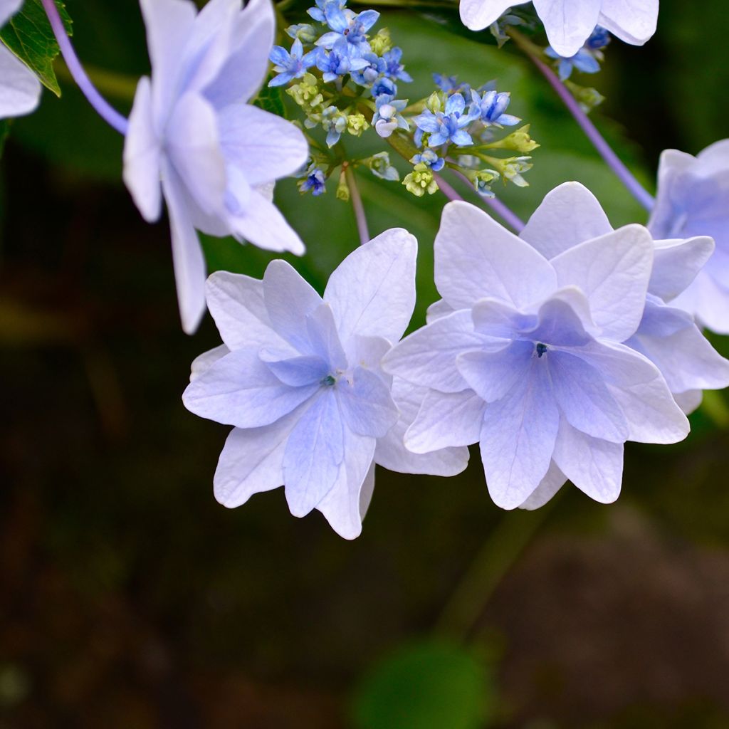 Hydrangea macrophylla Fireworks Blue - Schermhortensia