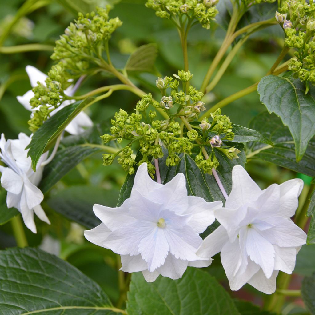 Hydrangea macrophylla Hovaria Fireworks White - Schermhortensia wit