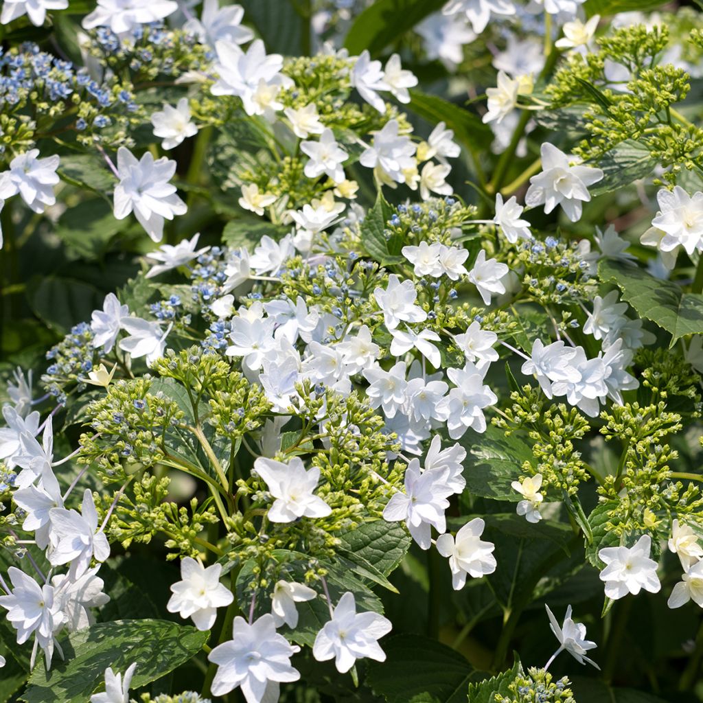 Hydrangea macrophylla Hovaria Fireworks White - Schermhortensia wit