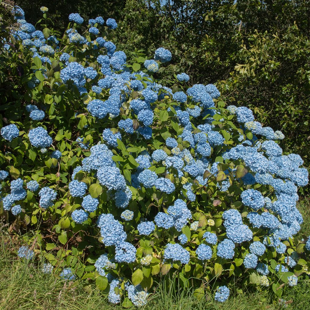 Hydrangea macrophylla Generale Vicomtesse de Vibraye - Bolhortensia