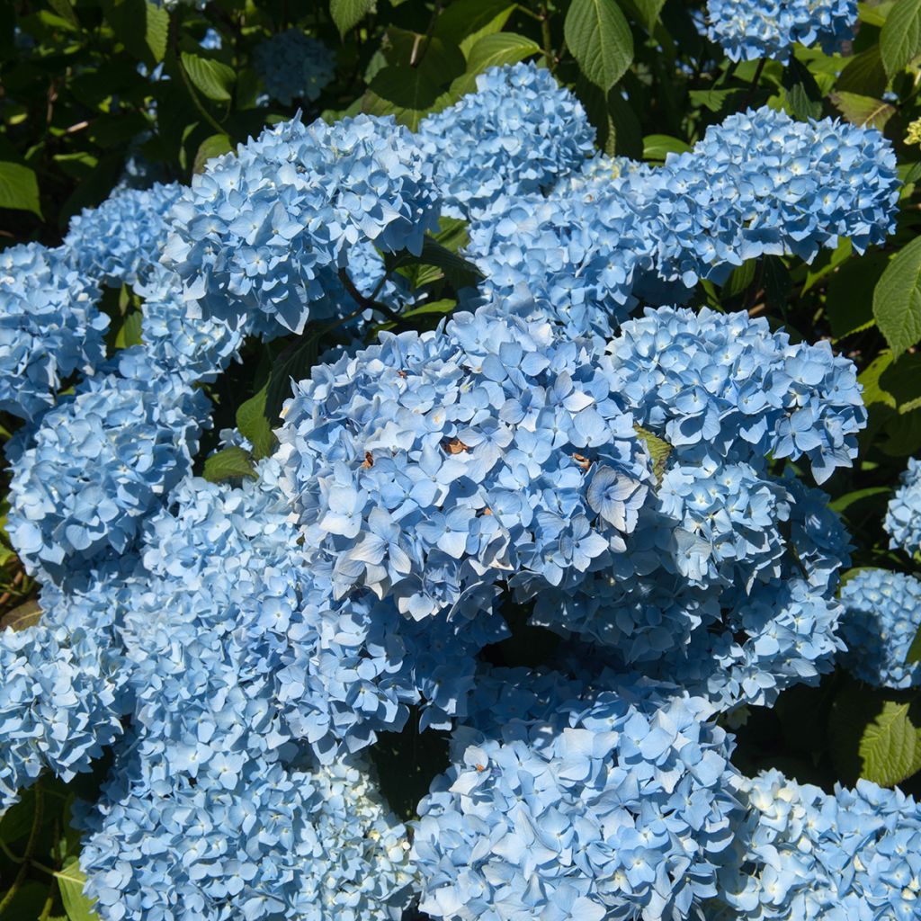 Hydrangea macrophylla Generale Vicomtesse de Vibraye - Bolhortensia
