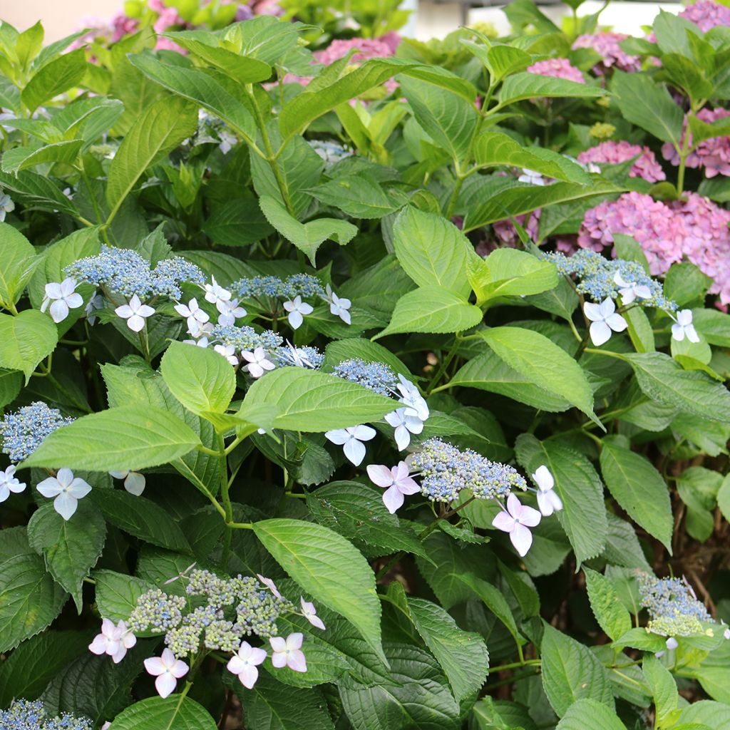 Hydrangea macrophylla Great Star - Bolhortensia wit blauw