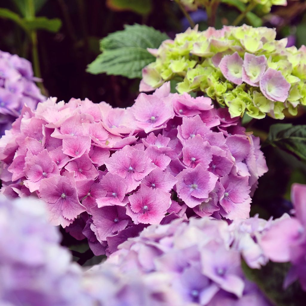 Hydrangea macrophylla Hambourg - Bolhortensia