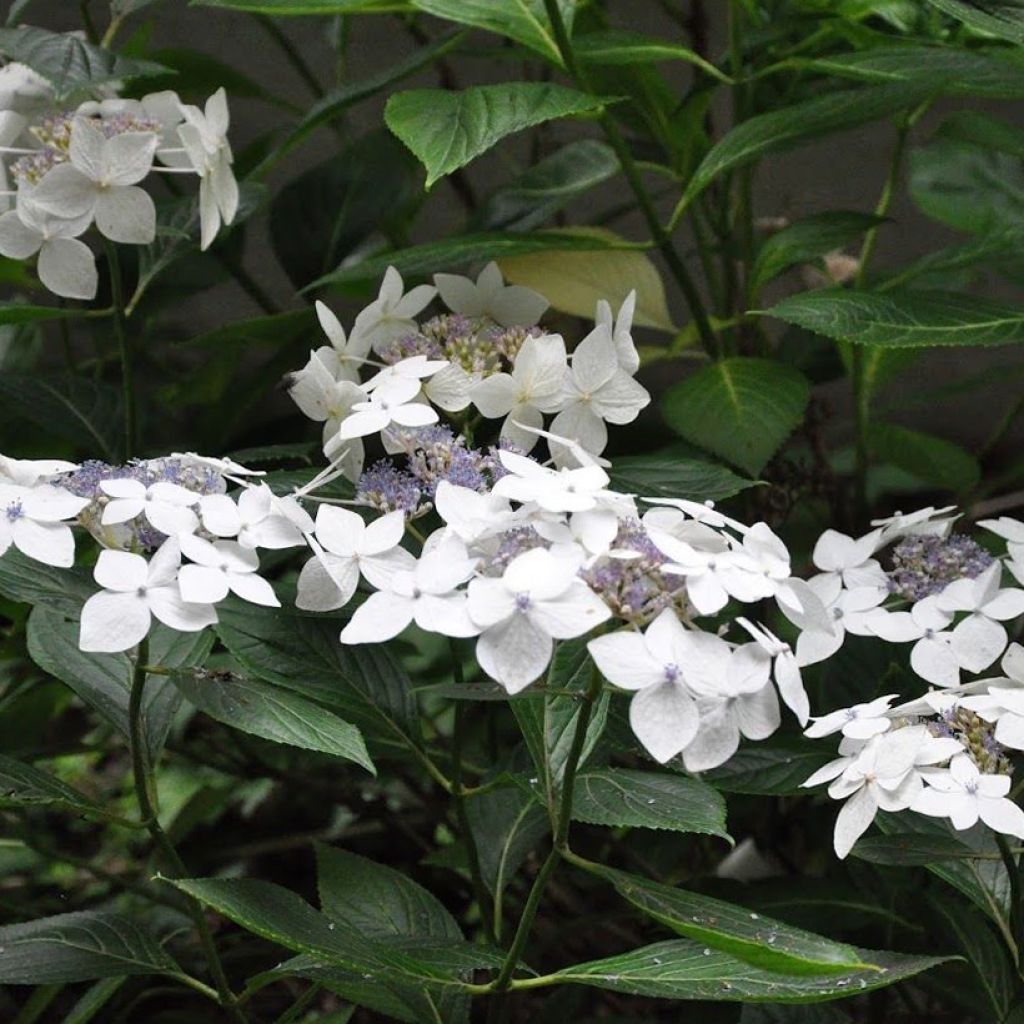 Hydrangea macrophylla Lanarth White - Schermhortensia