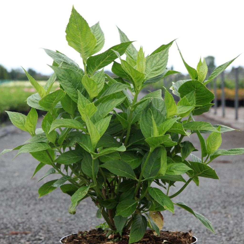 Hydrangea macrophylla Lanarth White - Schermhortensia