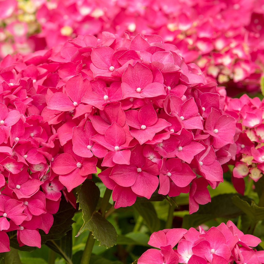 Hydrangea macrophylla Leuchtfeuer - Bolhortensia