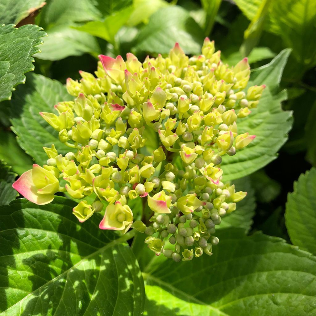 Hydrangea macrophylla Leuchtfeuer - Bolhortensia