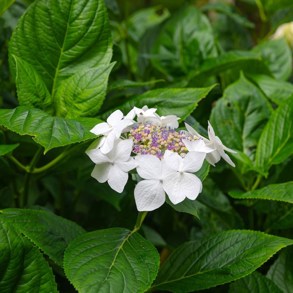 Hydrangea macrophylla Libelle Teller white - Schermhortensia