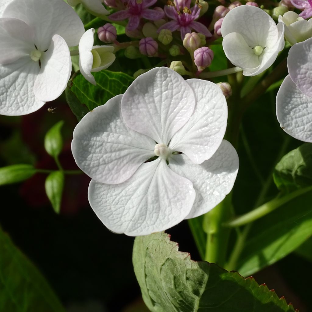 Hydrangea macrophylla Libelle Teller white - Schermhortensia