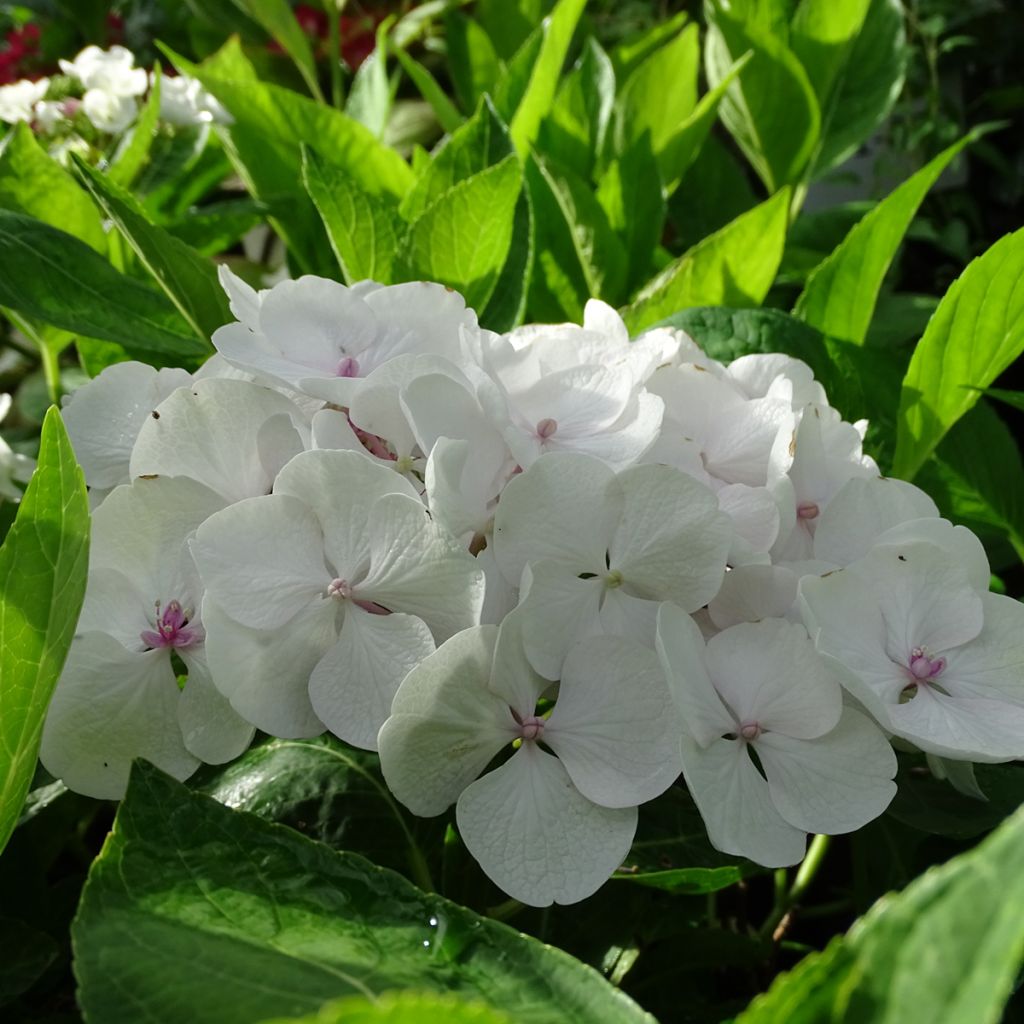 Hydrangea macrophylla Libelle Teller white - Schermhortensia