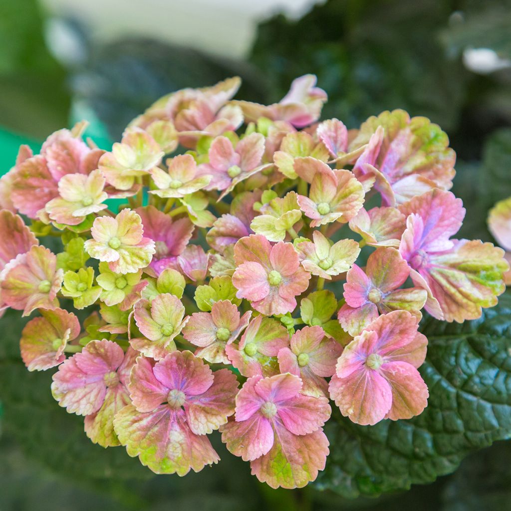 Hydrangea macrophylla Magical Amethyst - Bolhortensia