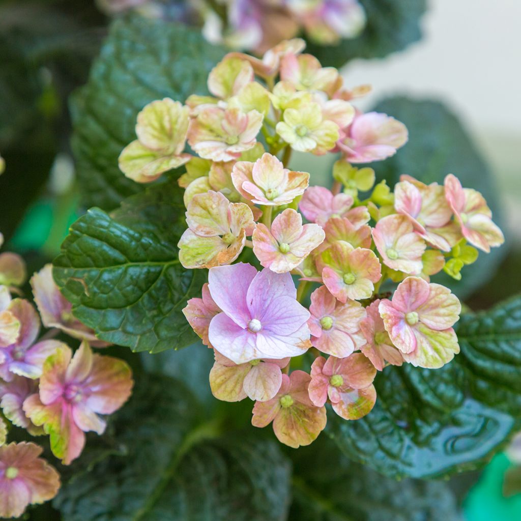 Hydrangea macrophylla Magical Amethyst - Bolhortensia
