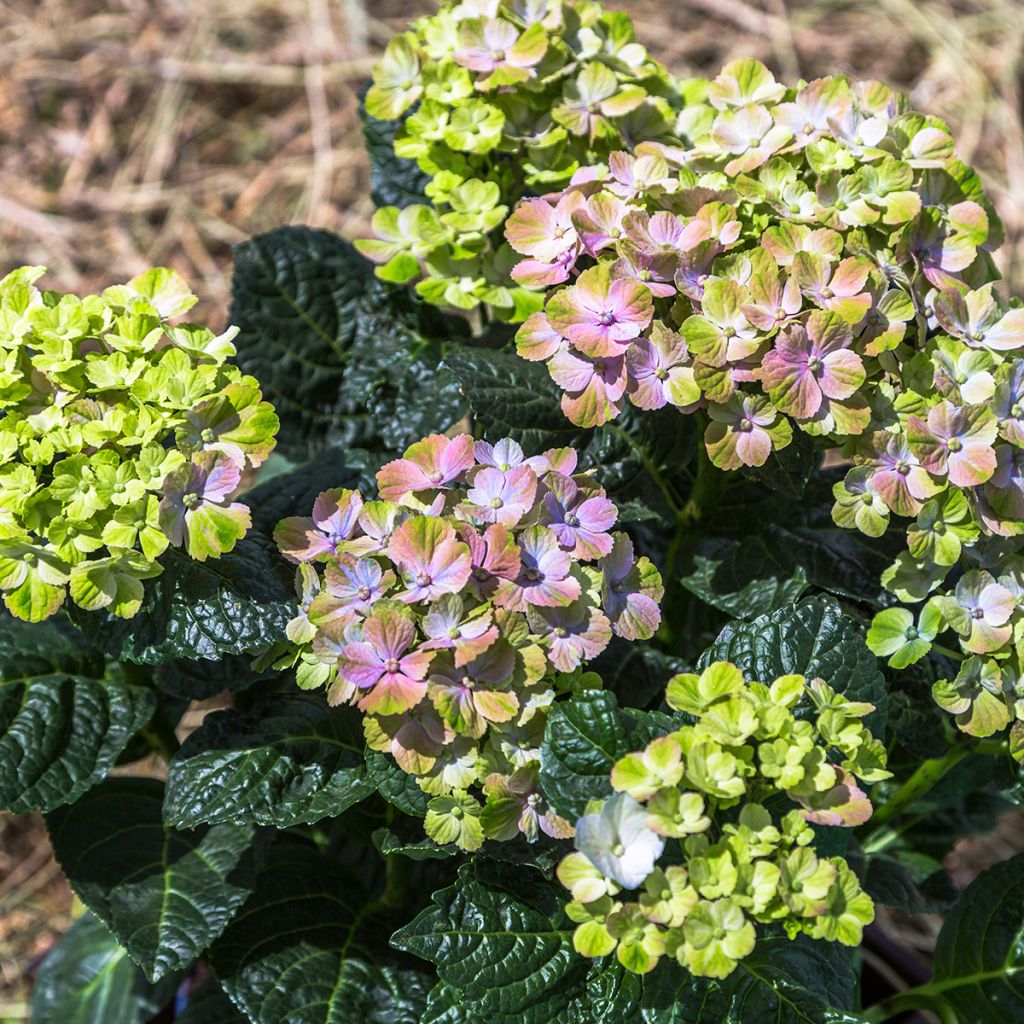 Hydrangea macrophylla Magical Amethyst - Bolhortensia