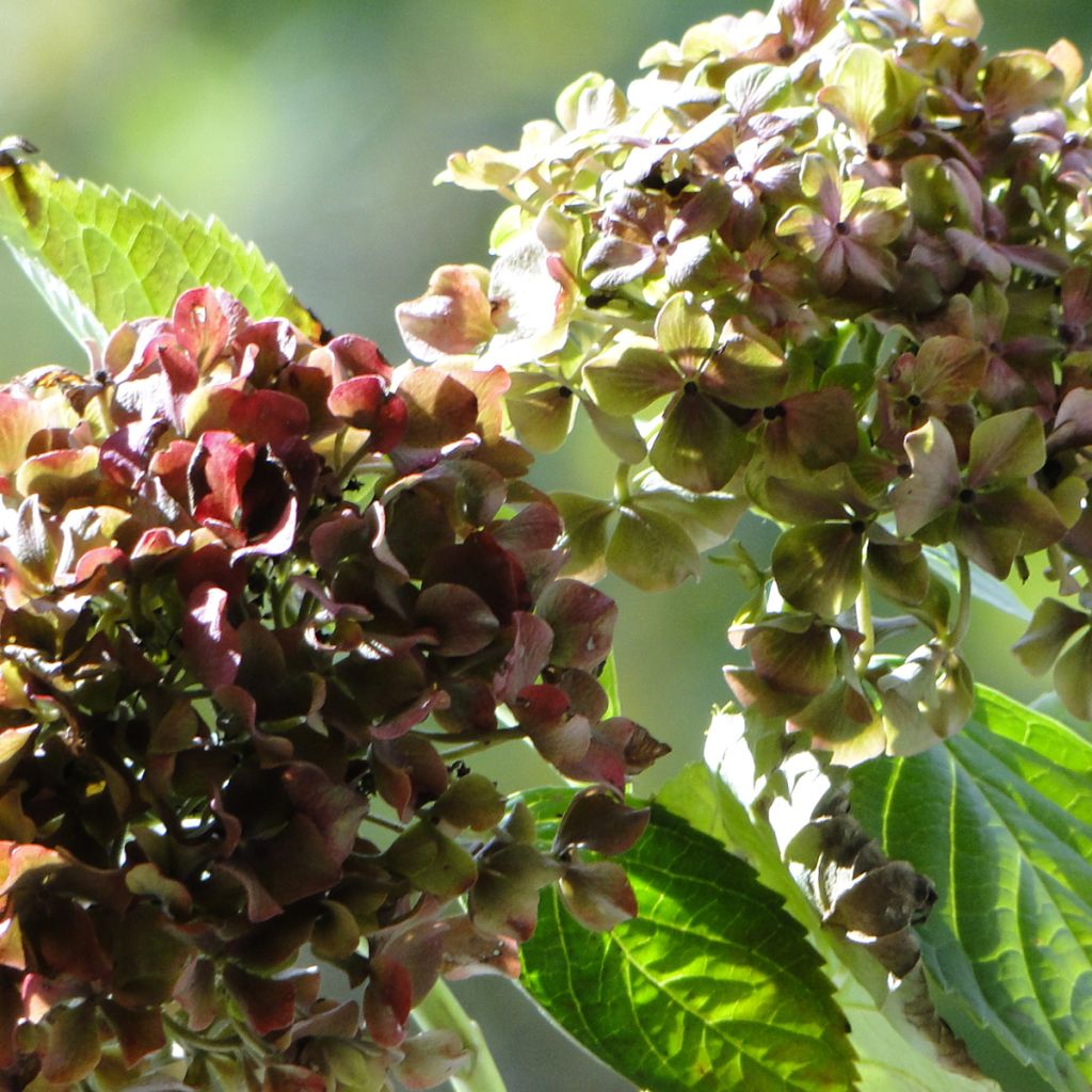 Hydrangea macrophylla Magical Crimson - Bolhortensia